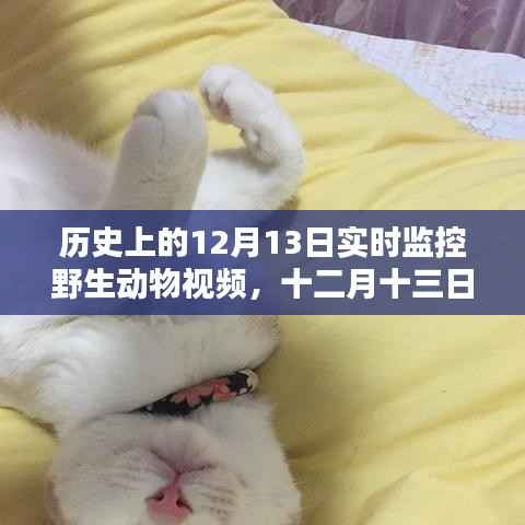 12月13日野生动物实时监控视频的历史回眸及其影响