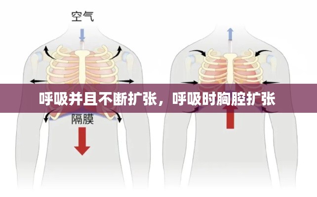 呼吸并且不断扩张,呼吸时胸腔扩张