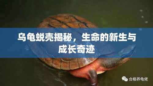 乌龟蜕壳揭秘,生命的新生与成长奇迹