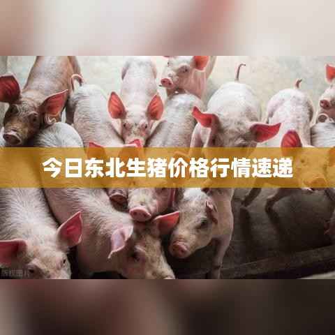 今日东北生猪价格行情速递