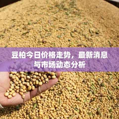 豆柏今日价格走势,最新消息与市场动态分析