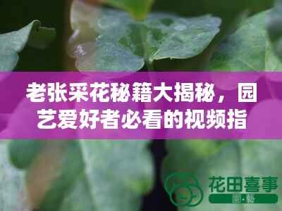 老张采花秘籍大揭秘,园艺爱好者必看的视频指南