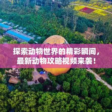 探索动物世界的精彩瞬间,最新动物攻略视频来袭!
