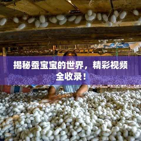 揭秘蚕宝宝的世界,精彩视频全收录!