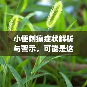 小便刺痛症状解析与警示,可能是这些原因导致的,健康不容忽视!