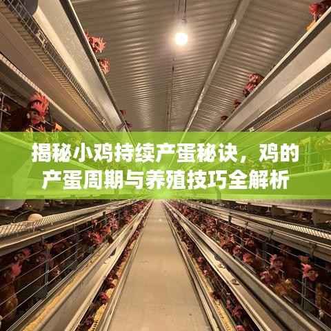揭秘小鸡持续产蛋秘诀,鸡的产蛋周期与养殖技巧全解析