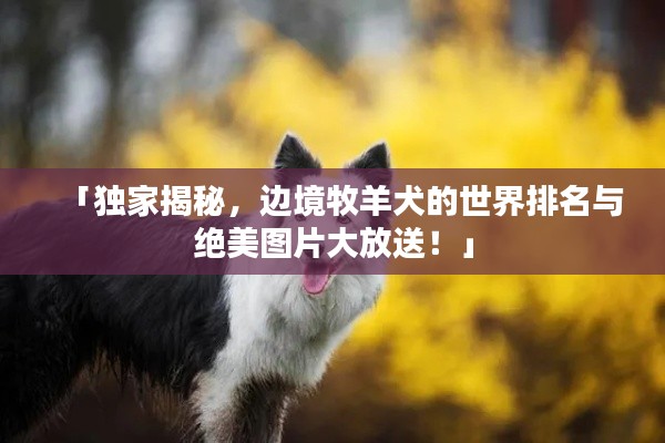 「独家揭秘,边境牧羊犬的世界排名与绝美图片大放送!」