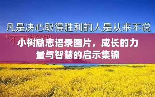 小树励志语录图片，成长的力量与智慧的启示集锦