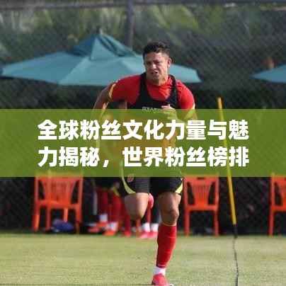 全球粉丝文化力量与魅力揭秘，世界粉丝榜排名探索