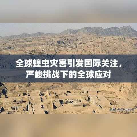 全球蝗虫灾害引发国际关注,严峻挑战下的全球应对